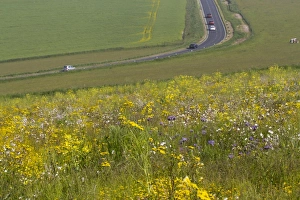 South Downs Landscape Stampe: Patch of mixed arable weeds flowering