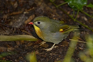 Stampe di Robin di Pechino Pettirosso Stampe: Robin di Pechino