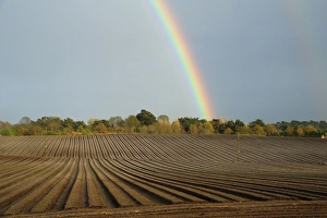 Suffolk Countryside Stampe: Rainbow over trees and arable field with furrows