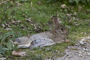 Minsmere Nature Reserve Stampe: Resting Rabbit