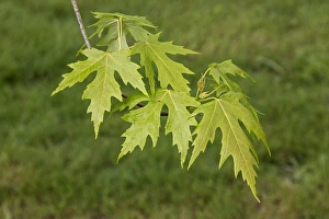 Maple Tree Leaves Stampe: Silver Maple leaf