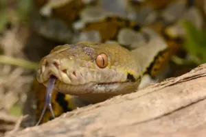 Stampe di Pitone reticolato (Python reticulatus) adulto, in primo piano della testa, lingua biforcuta che si muove, Bali, Isole di Sonda Minore, Indonesia, ottobre Immagini Correlate Stampe: Pitone reticolato (Python reticulatus) adulto