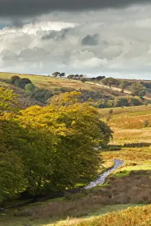 Somerset England Landscape Stampe: View of river and beech trees in sunlight breaking through rainclouds