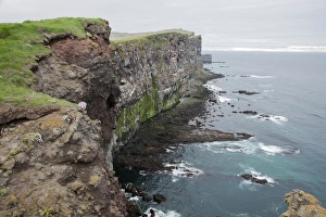 Icelandic Coastal Landscapes Stampe: View of seabird nesting cliffs, Latrabjarg, Iceland, June