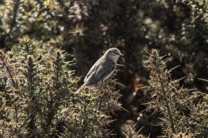 UK Countryside Scenes Stampe: Willow Warbler on Gorse