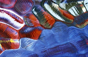 Colorful Abstract Patterns Stampe: Abstract Pattern in Glass