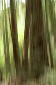 Abstract Tree Photography Stampe: Abstract trees