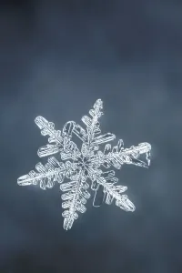 Cold Weather Photography Stampe: Single snowflake