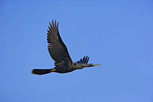Ding Darling National Wildlife Refuge Stampe: Anhinga in flight, Anhinga anhinga, Ding Darling National Wildlife Refuge, Sanibel Island