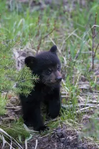 Orso Nero Stampe: Orso nero cucciolo esplora