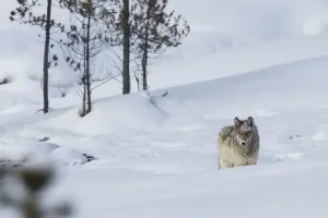 Ken Archer Photographer Stampe: Gray wolf