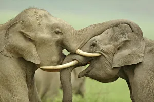 Elefantidi Stampe: India e l'Asia