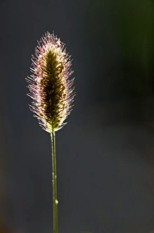 Backlighting In Nature Photos Stampe: Backlit grass