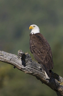 American Raptor Photography Stampe: Bald Eagle