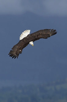 Ken Archer Wildlife Photos Stampe: Bald Eagle Diving