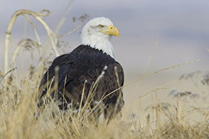 American Bald Eagle Pictures Stampe: Bald Eagle on the ground