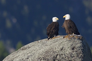 Ken Archer Wildlife Photos Stampe: Bald Eagle Pair