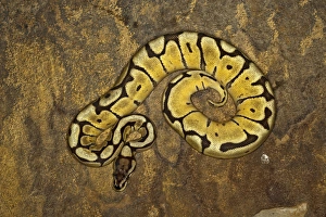Stampe di Morfo di Serpente del Bengala (Python regius) Pitone Palla Stampe: Morfo di pitone dal carapace, Pitone reale.