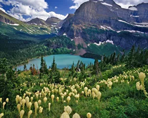 Glacier National Park Landscape Stampe: Beargrass above