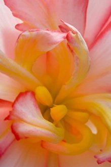 Pink Flower Close Up Stampe: Begonia close-up pattern