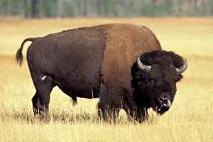 Stampe di Bisonte americano, Bisonte bison Americano, toro nel parco nazionale di Yellowstone Montana Bisonte Stampe: Bisonte, Bisone bisone