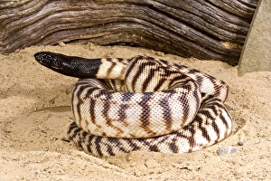 Melanocefalo Stampe: Pitone testa nera, Aspidites melanocephalus, nativo dell'Australia.