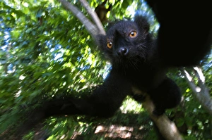 Tropical Rainforest Creatures Stampe: Black Lemur (Eulemur macaco macaco), male and female, Lokobe Nature Special Reserve