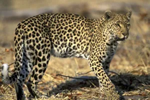 African Leopard Images Stampe: Botswana, Moremi