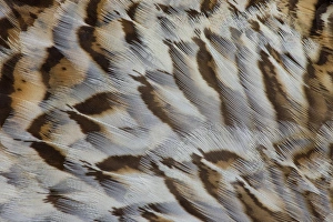 Nature Photography Macro Stampe: Breast feather design and pattern