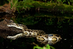 Pitone del Siam, Python molurus bivittatus, Originario della Cina e della Malesia.