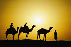 Thar Desert Sunset Stampe: Camels and camel