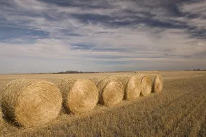 Saskatchewan Landscape Stampe: Canada, Saskatchewan