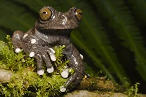 Tropical Rainforest Creatures Stampe: Captive Tapichalaca