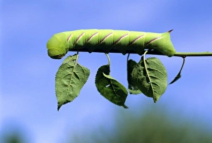 Nature Close Up Stampe: Caterpiller on a leafstem of a tree