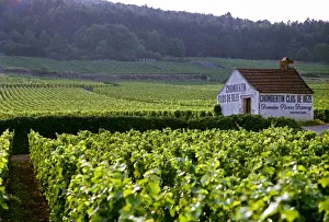 Stampe di 'Vigneto Chambertin Clos de Bèze Grand Cru con il nome dipinto su una piccola casa di campagna, di proprietà di Pierre Damoy' Immagini datate 2007 maggio: Chambertin Clos