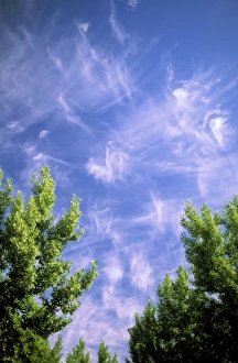 Blue Sky Images Stampe: Cirrus clouds