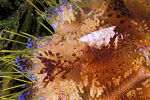 Marine Life Stampe: Close up of shell on fire urchin