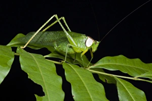 Amazon Rainforest Insects Stampe: Collared Katydid (Euceraia sp. ), Yasuni National Park, Amazon Rainforest, ECUADOR
