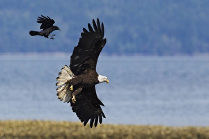 Leucocefalo Stampe: Un corvo attacca un Aquila calva.