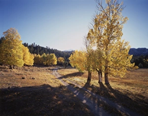 Serene Nature Scenes Stampe: CTF-004