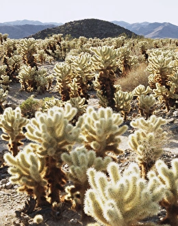 Teddy Bear Cholla Cactus Stampe: CTF-378