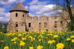 European Castle Landscapes Stampe: Dandelions surround