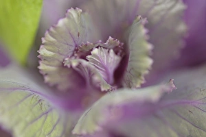 Close Up Flora Stampe: Decorative cabbage