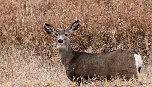 Nature Photography Tips Stampe: Deer looking at camera
