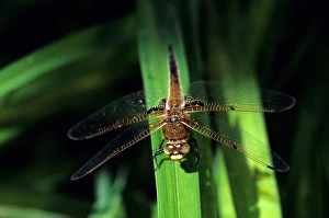 Insect Fauna Pictures Stampe: Dragonfly