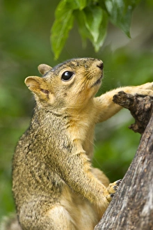Sciuro volpe orientale (Sciurus niger) su tronco di albero.