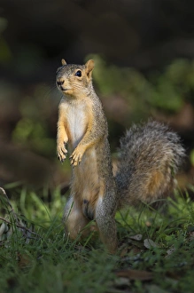 Eastern Fox Squirrel Stampe: Eastern Fox Squirrel (Sciurus niger) watching for predators