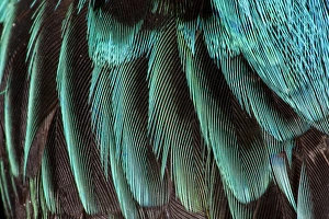 Bird Photography Close Up Stampe: Feather pattern