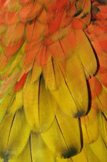 Colorful Parrot Pictures Stampe: Feather pattern on Macaw