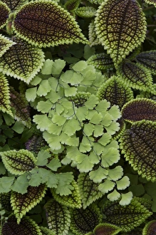 Flora And Fauna Photography Stampe: Fern pattern
